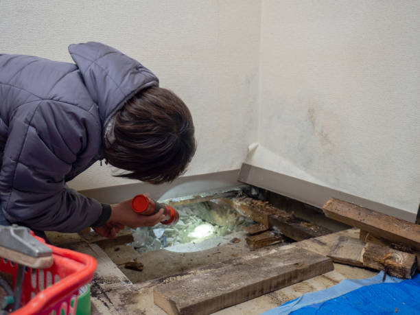  Hillcrest, CA Mold Removal Pros