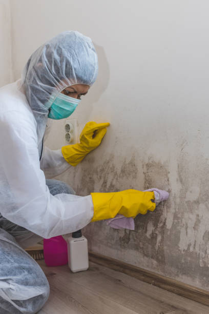 Hillcrest, CA Mold Removal Company