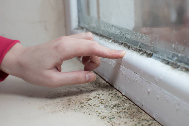 Best Dehumidification Services  in Hillcrest, CA