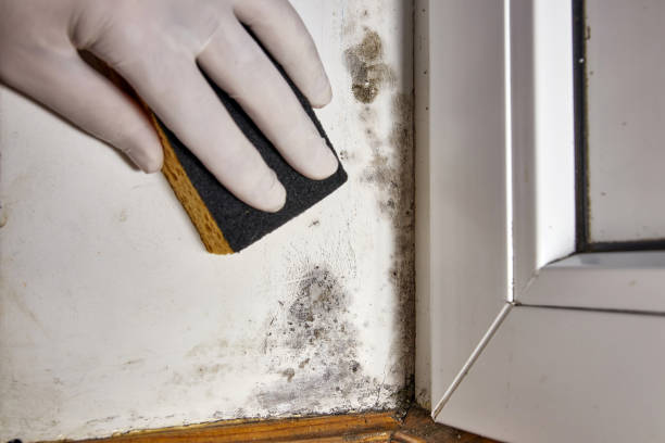 Best Environmental Consulting for Mold Prevention  in Hillcrest, CA